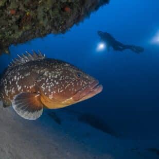Photo d'un mérou avec deux plongeur en arrière plan
