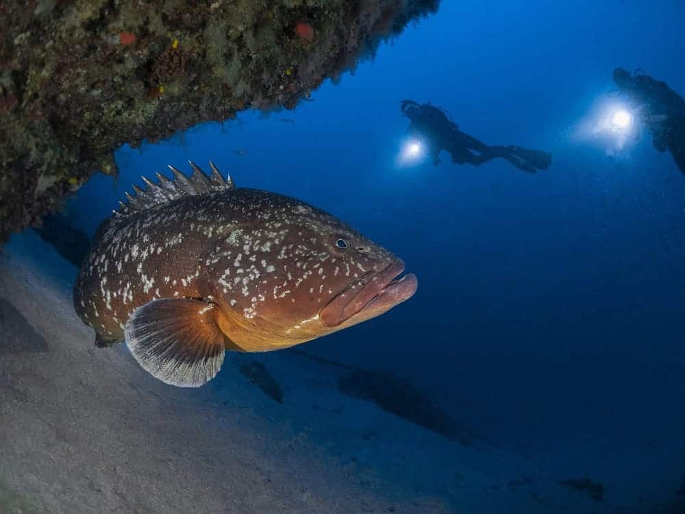 Photo of a grouper with two divers in the background